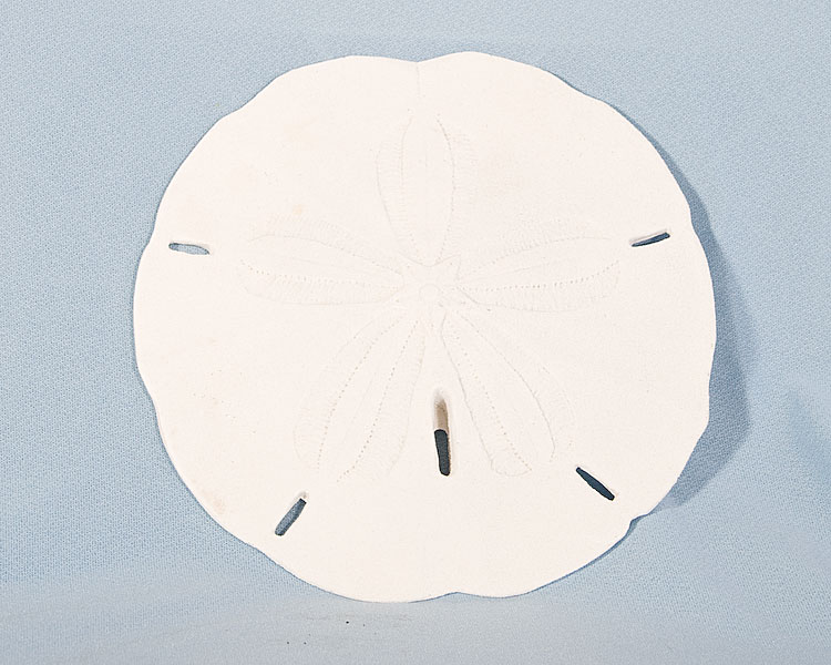 Resin Sanddollar Plaque